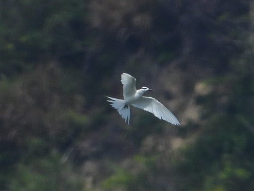 Black-naped Tern